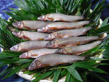 �V�R���P�O�C�Z�b�g