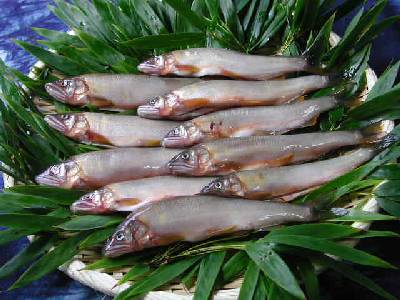 �V�R���U�C�Z�b�g